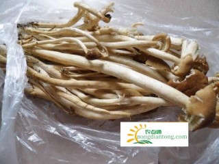 茶树菇该如何保存？可以直接放冰箱吗？,第4图