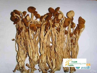 干茶树菇泡多久可以炒？用温水泡10-15分钟即可,第3图