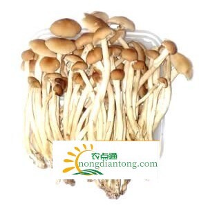 白茶树菇功效,第3图