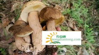 东北牛肝菌产地生长在哪里,第2图