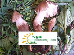 怀孕初期可以吃鸡枞菌吗，如何选购新鲜鸡枞菌,第1图