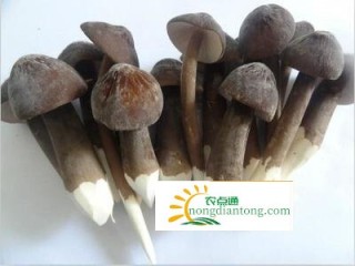 鲜黑皮鸡枞菌炖鸡的做法,第3图