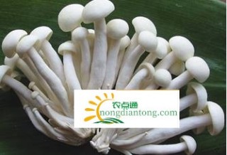 茶树菇能和海鲜菇一起吃吗,第4图