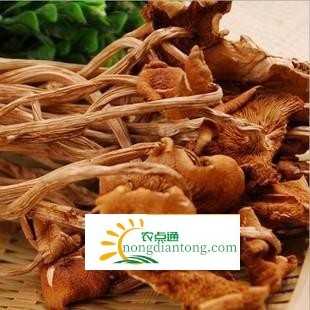 干茶树菇多少钱？怎么挑选,第3图