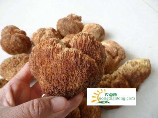 猴头菇干的好还是鲜的好，猴头菇的选购方法,第3图