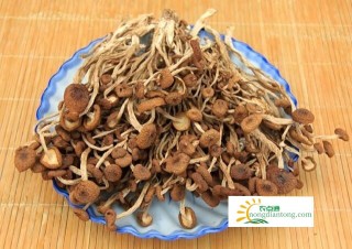 干茶树菇怎么选？茶树菇作用,第1图