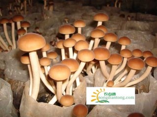 干茶树菇的营养价值及功效,第1图