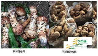 假松茸和真松茸的区别 三种伪品经常拿来冒充,第4图