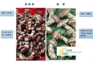 马尾松茸的功效与禁忌 搭配高钙食品一起吃可能会结石,第3图