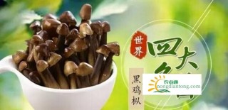 鸡枞菌菜谱有哪些？,第1图