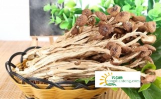 茶树菇和海鲜菇区别,第1图