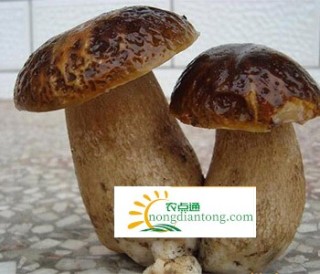 新鲜牛肝菌怎么保存 方法有哪些,第2图