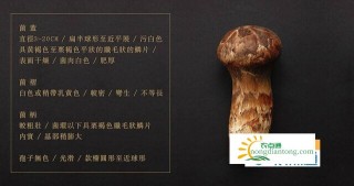 菜场假松茸,第2图