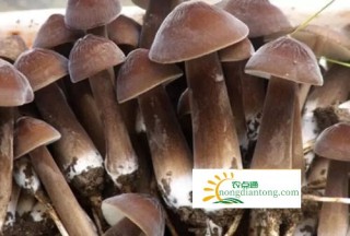 一亩地能种出多少钱的鸡枞菌,第2图