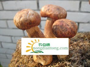 新鲜牛肝菌怎么做好吃，牛肝菌中毒怎么办,第1图