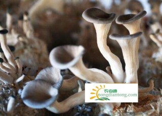 平菇种植最简单方法,第3图