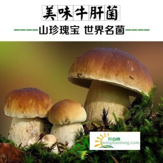 黑牛肝菌有哪些种类？怎么区别黑牛肝菌与美味牛肝菌？,第3图