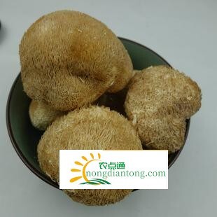 猴头菇可以天天吃吗？怎样吃更好？,第2图