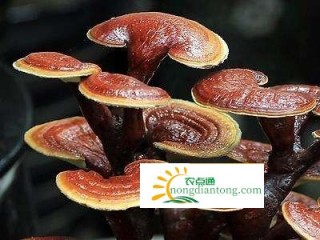 家中养灵芝盆景要怎么养，好的养殖环境、防虫是关键,第2图