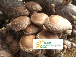 香菇种植方法,第3图