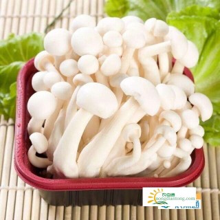 白玉菇海鲜菇区别,第4图