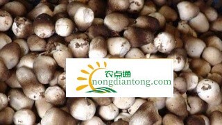 草菇菌种价格及种植方法,第2图