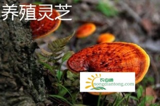 野生灵芝和养殖灵芝哪一个效果更好？,第2图