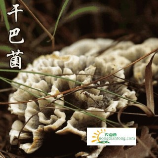 干巴菌的功效和干巴菌图片,第2图