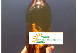 灵芝和什么泡酒最好？这三种药材是灵芝的最佳搭配,第4图