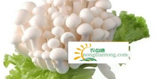 白玉菇炒肉的注意事项,第1图