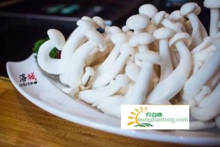 白玉菇的价格，白玉菇怎么种植,第1图