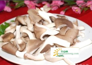 平菇和什么食物不能一起吃？平菇适合和什么一起搭配？,第1图