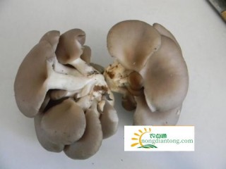 如何挑选平菇？平菇的功效,第2图