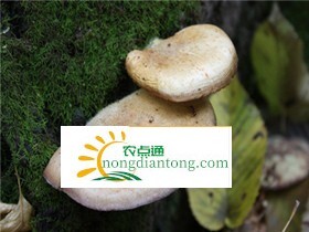 白灵芝的功效与作用及禁忌,第3图