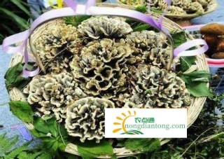 野生干巴菌怎么洗？干巴菌的保存方法,第2图