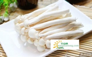 海鲜菇是一种什么样的食用菌？,第2图