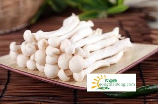 白玉菇和海鲜菇是一样的吗？,第1图