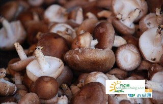 香菇怎样搭配健康又营养？,第1图
