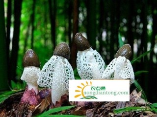 新鲜竹荪与干竹荪图片,第2图