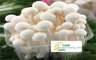 白玉菇炒瘦肉怎样做好吃？,第2图