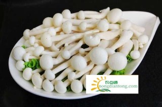 白玉菇汤怎么做好吃？白玉菇汤鲜美的做法,第4图