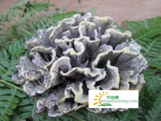 怀孕可以吃干巴菌吗？干巴菌有没有副作用？,第1图