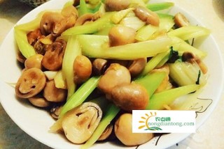 野生毛草菇的功效与作用,第3图