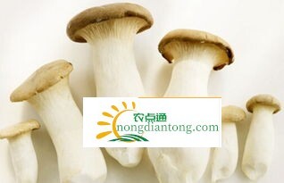 杏鲍菇要不要焯水，焯水有什么好处,第1图