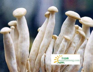 香菇和海鲜菇能一起吃吗,第3图