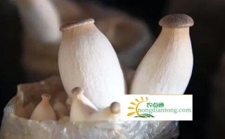 杏鲍菇有毒性吗？吃杏鲍菇的注意事项,第3图