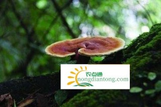 野生灵芝菌怎么吃，功效最好的吃法,第3图