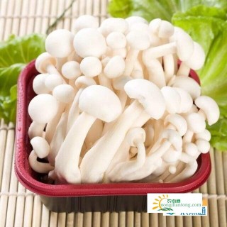 白玉菇炒油菜怎么做好吃？,第2图