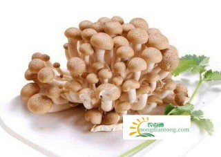 蟹味菇白玉菇有区别吗？怎么区分白玉菇和蟹味菇？,第7图