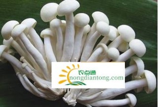 金针菇与海鲜菇有哪些区别？,第1图